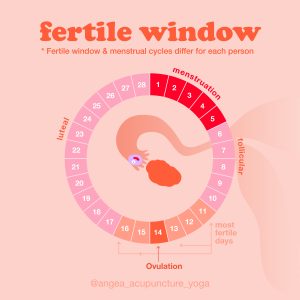 Understanding and Tracking Your Menstrual Cycle - Nurturing Center