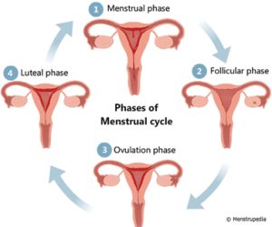 The Luteal phase starts after ovulation and prepares the body for the next  menstrual cycle. Embrace this phase of rest and relax into y